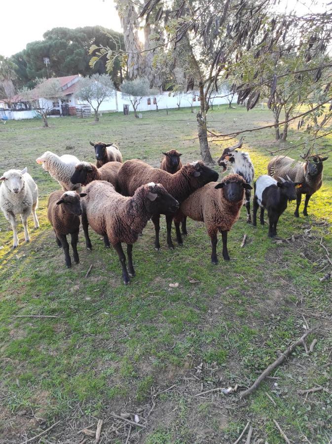 Fazenda Do Marante Hostel Tomar Εξωτερικό φωτογραφία