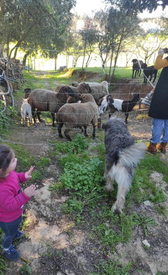 Fazenda Do Marante Hostel Tomar Εξωτερικό φωτογραφία